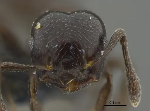 Crematogaster rochai - CBUMAGENT41934