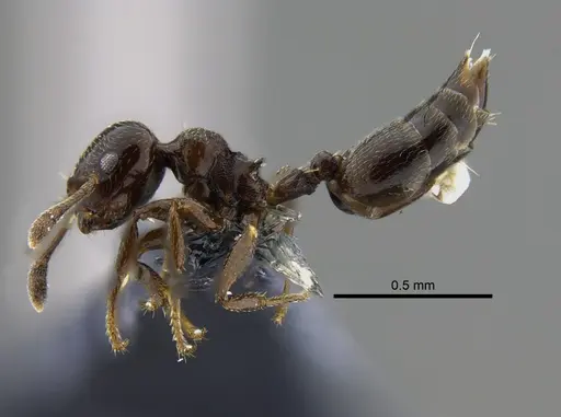 Crematogaster rochai - CBUMAGENT41934