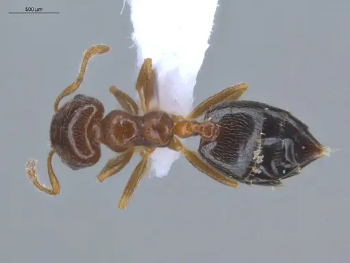 Crematogaster rochai - ECOFOG-BOUM-0247-01