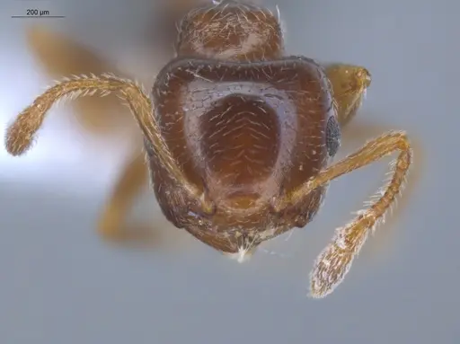 Crematogaster rochai - ECOFOG-BOUM-0247-01