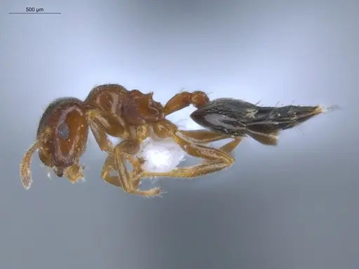 Crematogaster rochai - ECOFOG-BOUM-0247-01