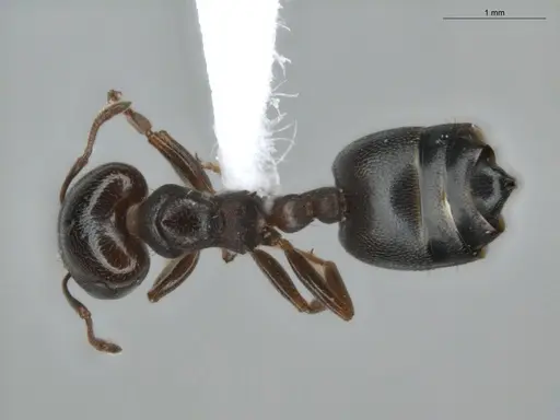 Crematogaster rochai - ECOFOG-BUG-0172-03
