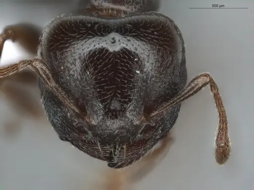 Crematogaster rochai - ECOFOG-BUG-0172-03