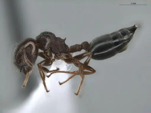 Crematogaster rochai - ECOFOG-BUG-0172-03