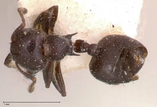 Crematogaster rochai - FOCOL0657