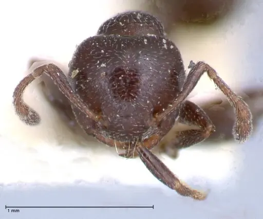 Crematogaster rochai - FOCOL0657