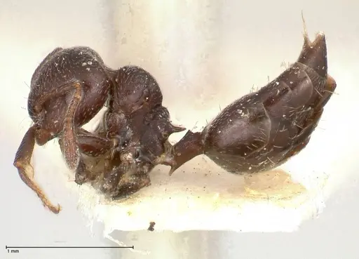 Crematogaster rochai - FOCOL0657