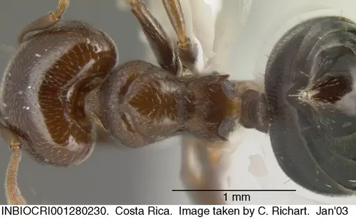 Crematogaster rochai - INBIOCRI001280230