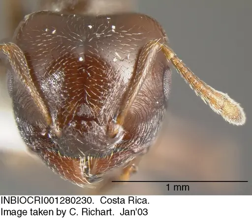 Crematogaster rochai - INBIOCRI001280230