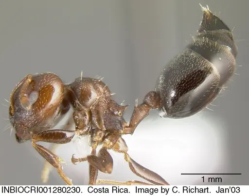 Crematogaster rochai - INBIOCRI001280230