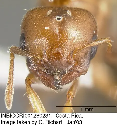 Crematogaster rochai - INBIOCRI001280231