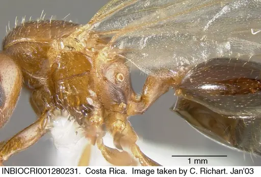 Crematogaster rochai - INBIOCRI001280231