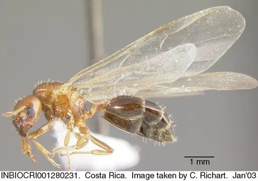 Crematogaster rochai - INBIOCRI001280231