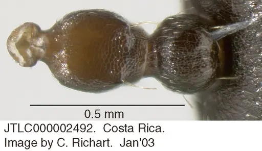 Crematogaster rochai - JTLC000002492