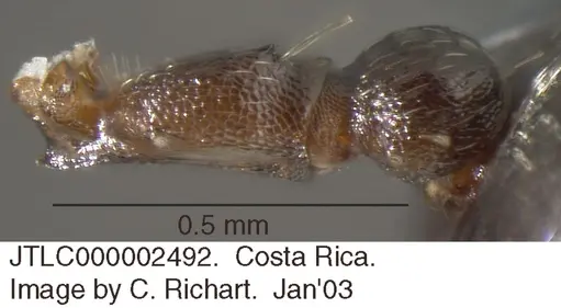Crematogaster rochai - JTLC000002492