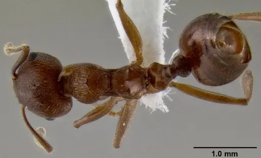 Crematogaster rogenhoferi specimen