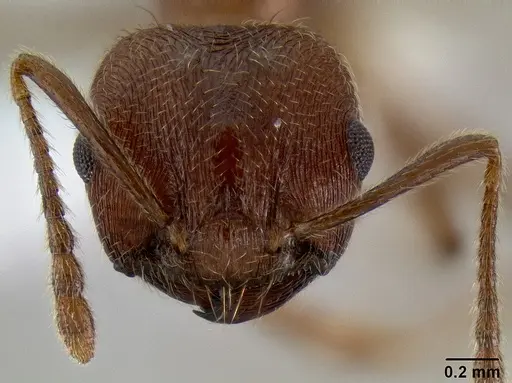 Crematogaster rogenhoferi specimen