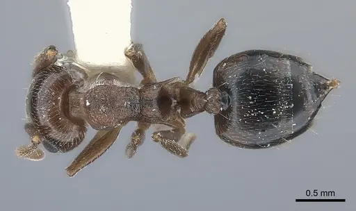 Crematogaster rossi specimen