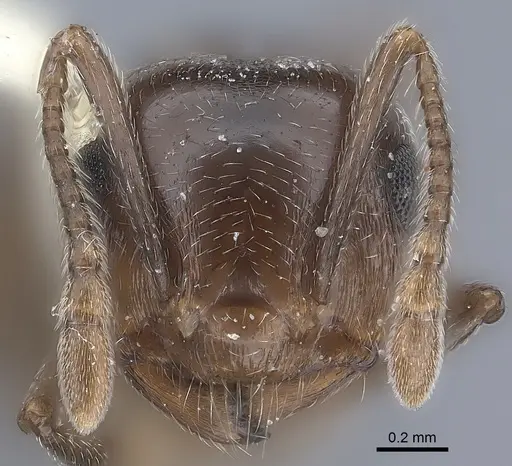 Crematogaster rossi specimen
