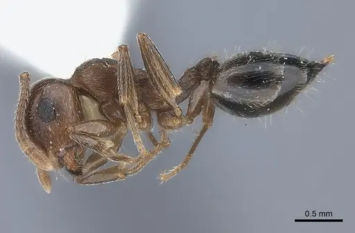 Crematogaster rossi specimen