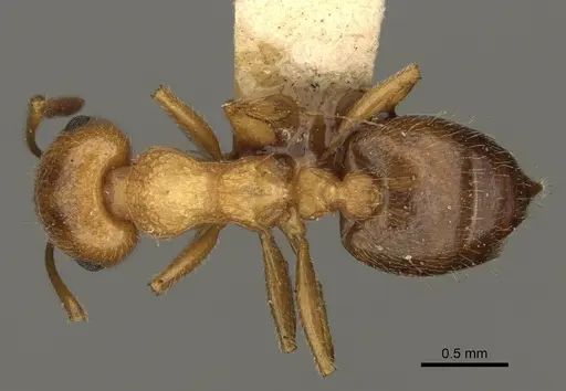 Crematogaster rossi - USNMENT00531965
