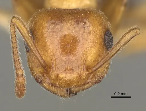 Crematogaster rossi - USNMENT00531965