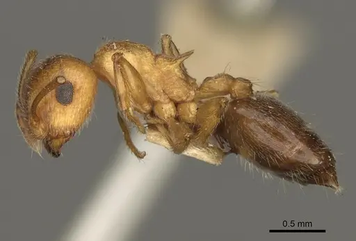 Crematogaster rossi - USNMENT00531965
