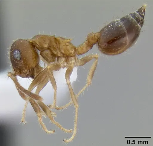Crematogaster rothneyi specimen