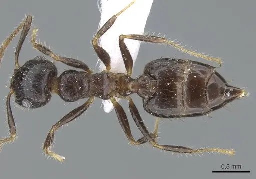 Crematogaster rothneyi - CASENT0740797