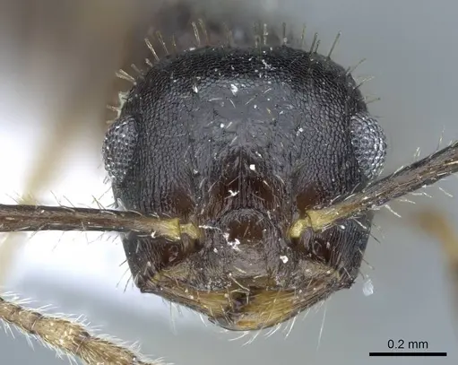 Crematogaster rothneyi - CASENT0740797