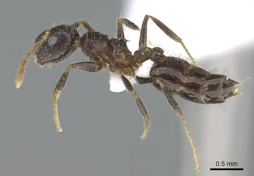 Crematogaster rothneyi - CASENT0740797