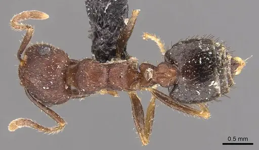 Crematogaster rothneyi - CASENT0908589