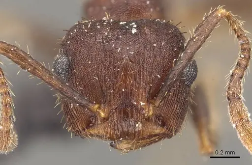 Crematogaster rothneyi - CASENT0908589