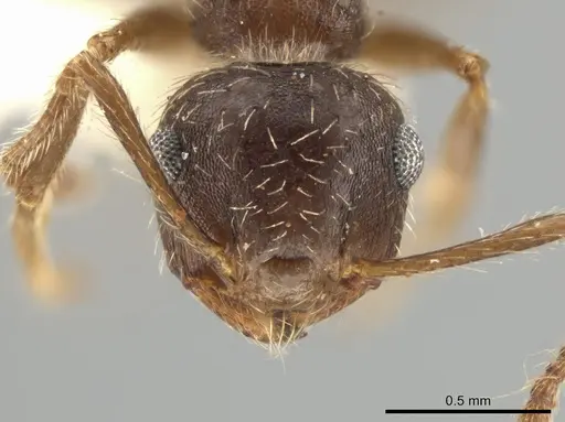 Crematogaster rudis specimen