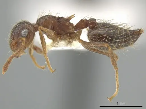 Crematogaster rudis specimen