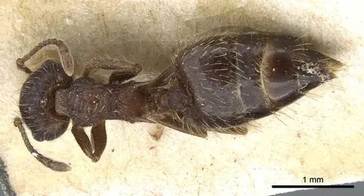 Crematogaster rudis - CASENT0904524