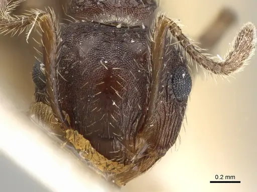 Crematogaster rudis - CASENT0904524