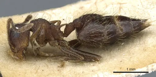Crematogaster rudis - CASENT0904524