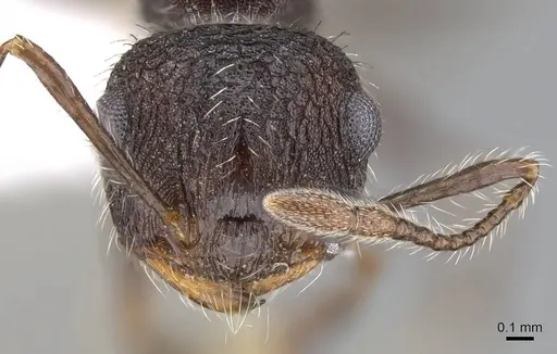 Crematogaster rudis - CASENT0914642