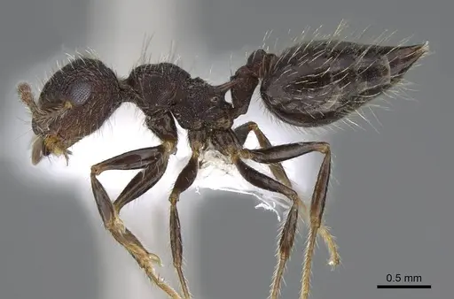 Crematogaster rudis - CASENT0914642