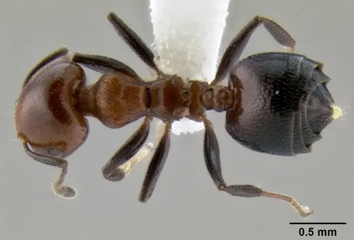 Crematogaster rufigena specimen