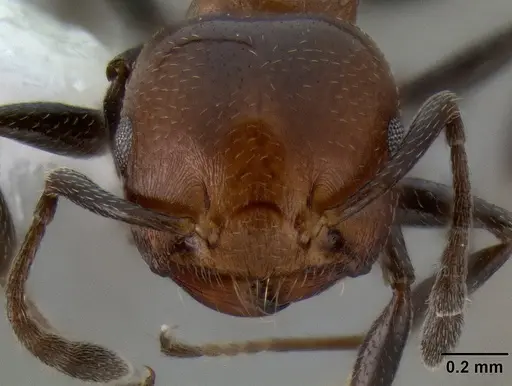 Crematogaster rufigena specimen