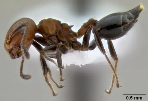 Crematogaster rufigena specimen