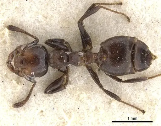 Crematogaster rufigena - CASENT0902095
