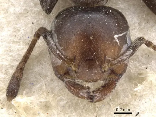 Crematogaster rufigena - CASENT0902095