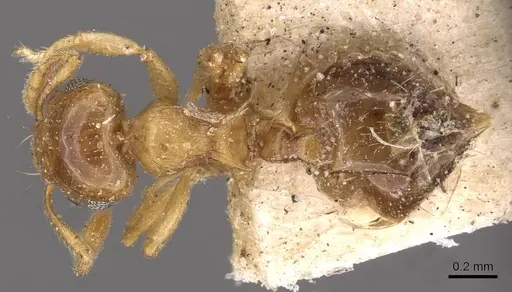 Crematogaster rufotestacea specimen