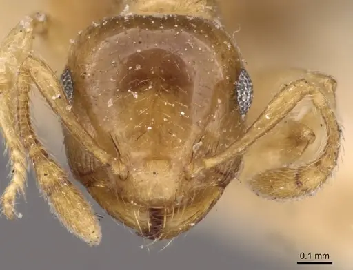 Crematogaster rufotestacea specimen