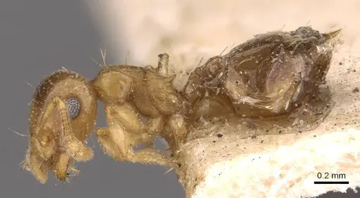 Crematogaster rufotestacea specimen