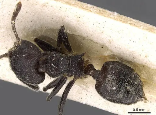 Crematogaster rugosa specimen