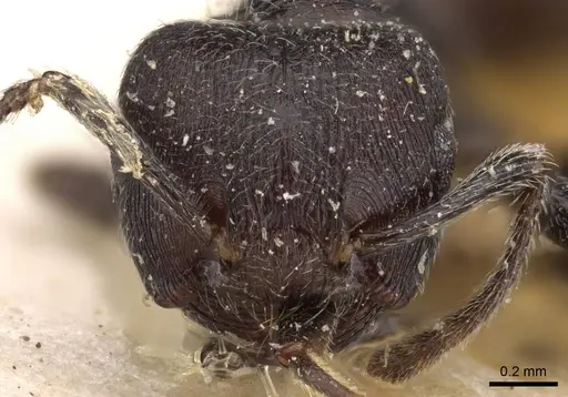 Crematogaster rugosa specimen